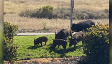 Wild pigs become a fixture at a San Jose business park