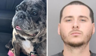 Stolen French Bulldog still missing after San Jose home burglary