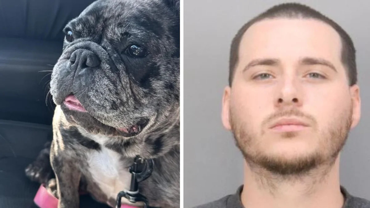 Stolen French Bulldog still missing after San Jose home burglary