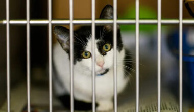 How to adopt cats and dogs in Sacramento during PetSmart’s National Adoption Week