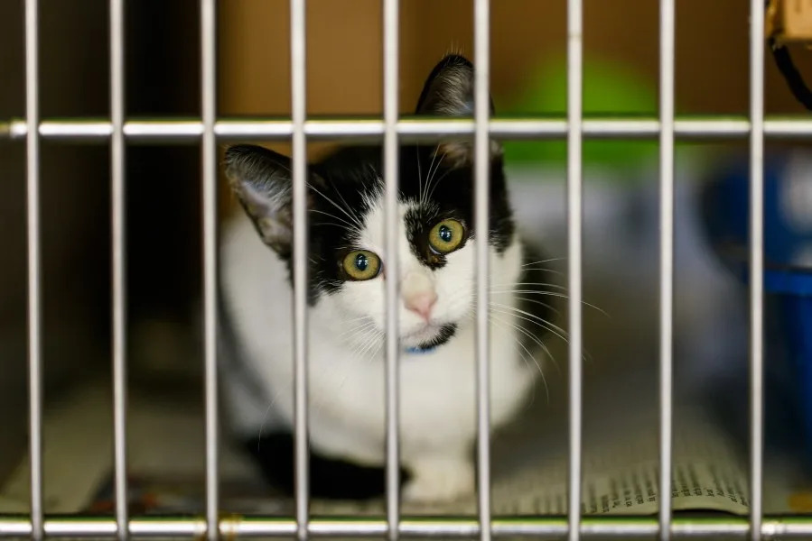 How to adopt cats and dogs in Sacramento during PetSmart’s National Adoption Week