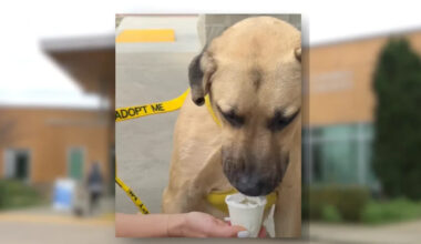 More than a walk: Bring a shelter dog on a free Sacramento County park adventure