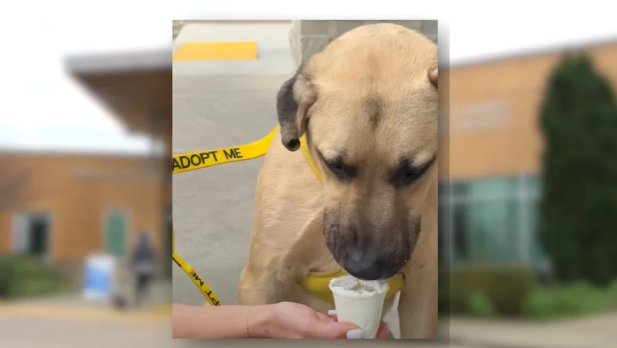 More than a walk: Bring a shelter dog on a free Sacramento County park adventure