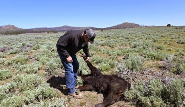 These wolves returned to California, but their eating habits have sparked alarm