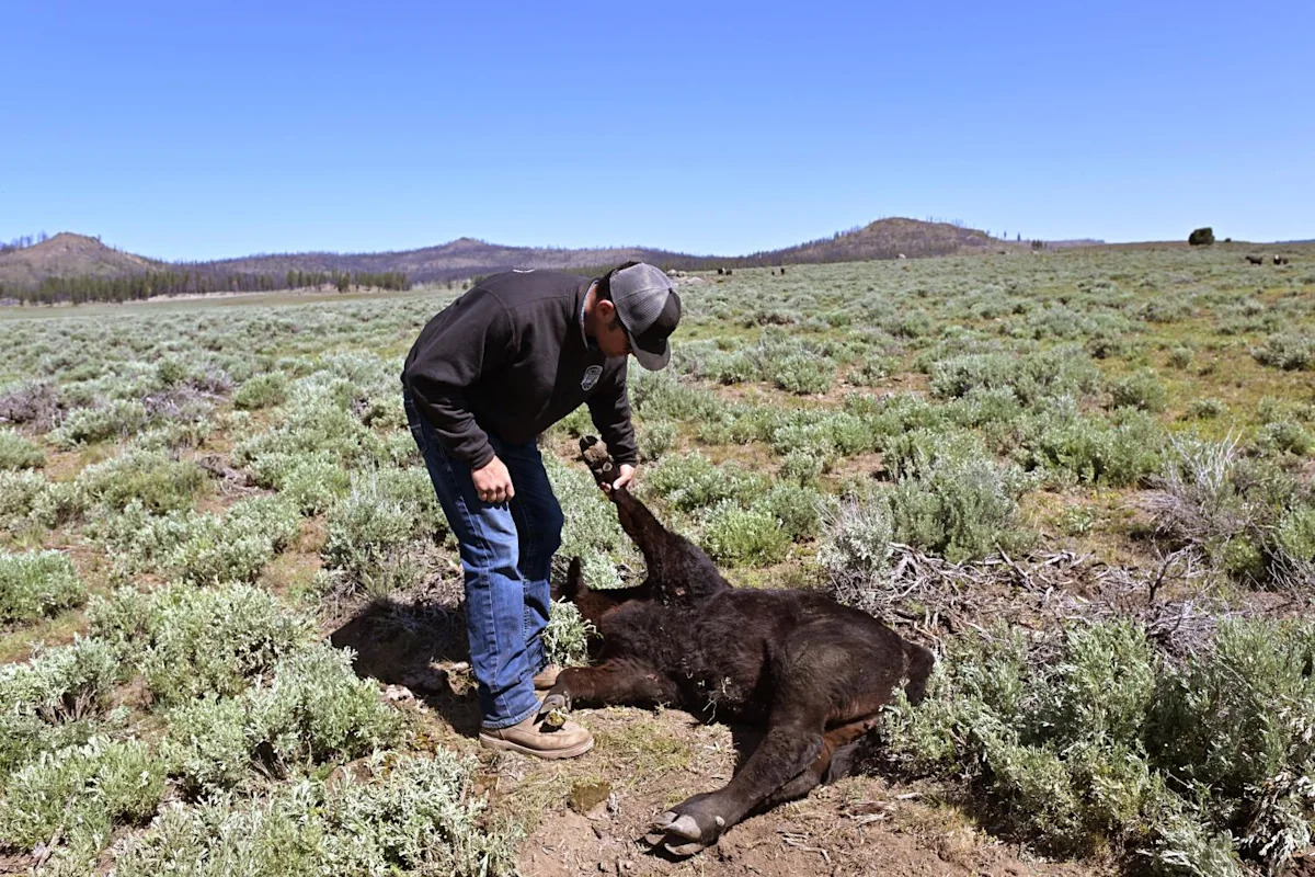 These wolves returned to California, but their eating habits have sparked alarm