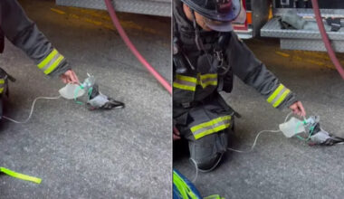 Oakland Firefighters Go Viral After Giving Oxygen to Pigeon in Heartwarming Video
