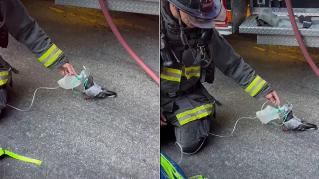 Oakland Firefighters Go Viral After Giving Oxygen to Pigeon in Heartwarming Video
