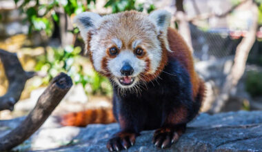 The second of two red panda cubs born at a California zoo dies