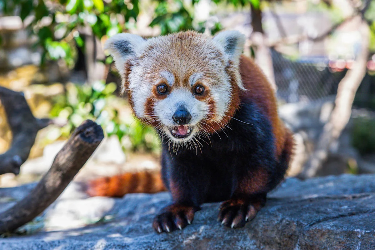 The second of two red panda cubs born at a California zoo dies