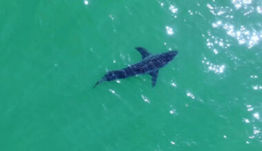 A Look Into the Great White Shark Surge off the California Coast