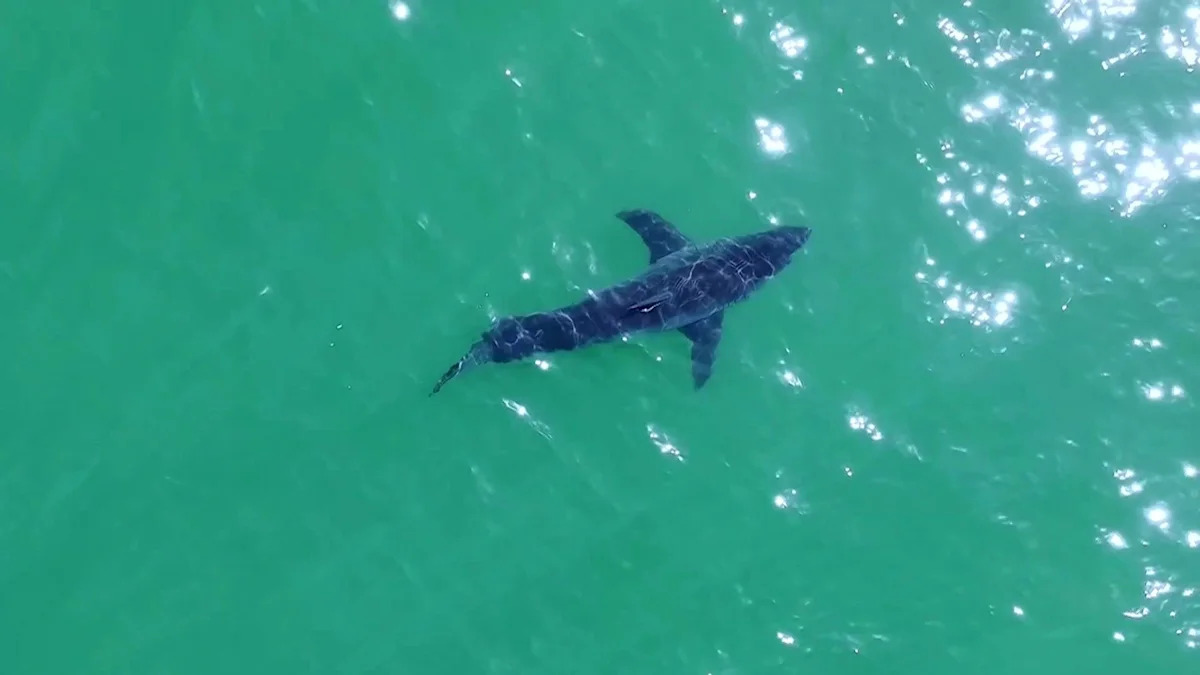 A Look Into the Great White Shark Surge off the California Coast