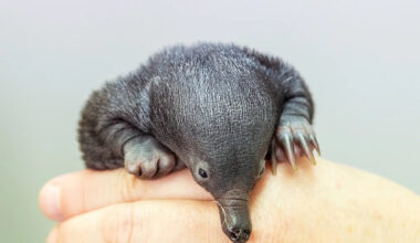 San Diego Zoo Welcomes Rare Echidna Twins: What You Need to Know