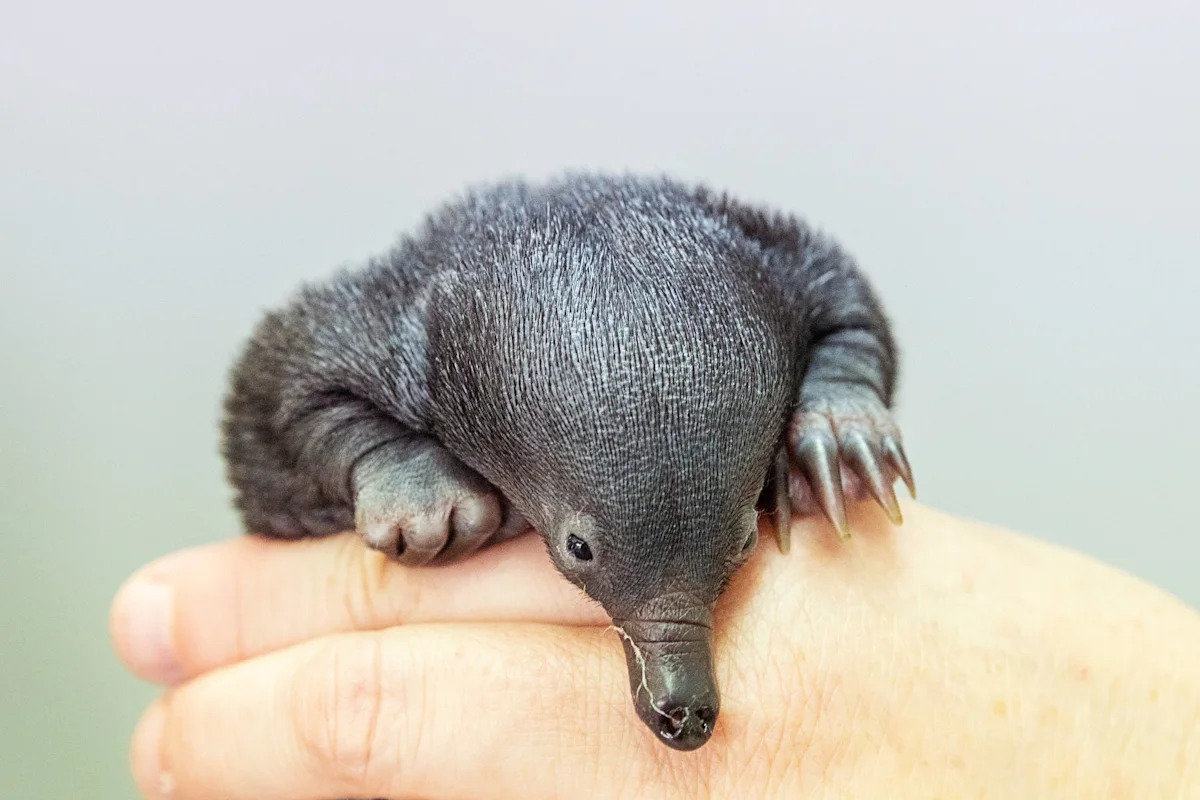 San Diego Zoo Welcomes Rare Echidna Twins: What You Need to Know