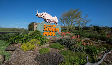Rabid Bat Found at San Diego Zoo Restaurant Raises Public Health Concerns