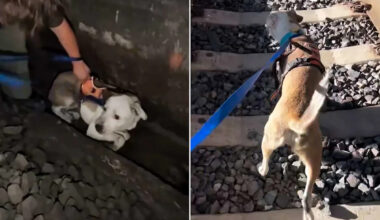 Missing Dog Found Alive in San Francisco Train Tunnel —and So Still That Drivers Thought He’d Been Struck