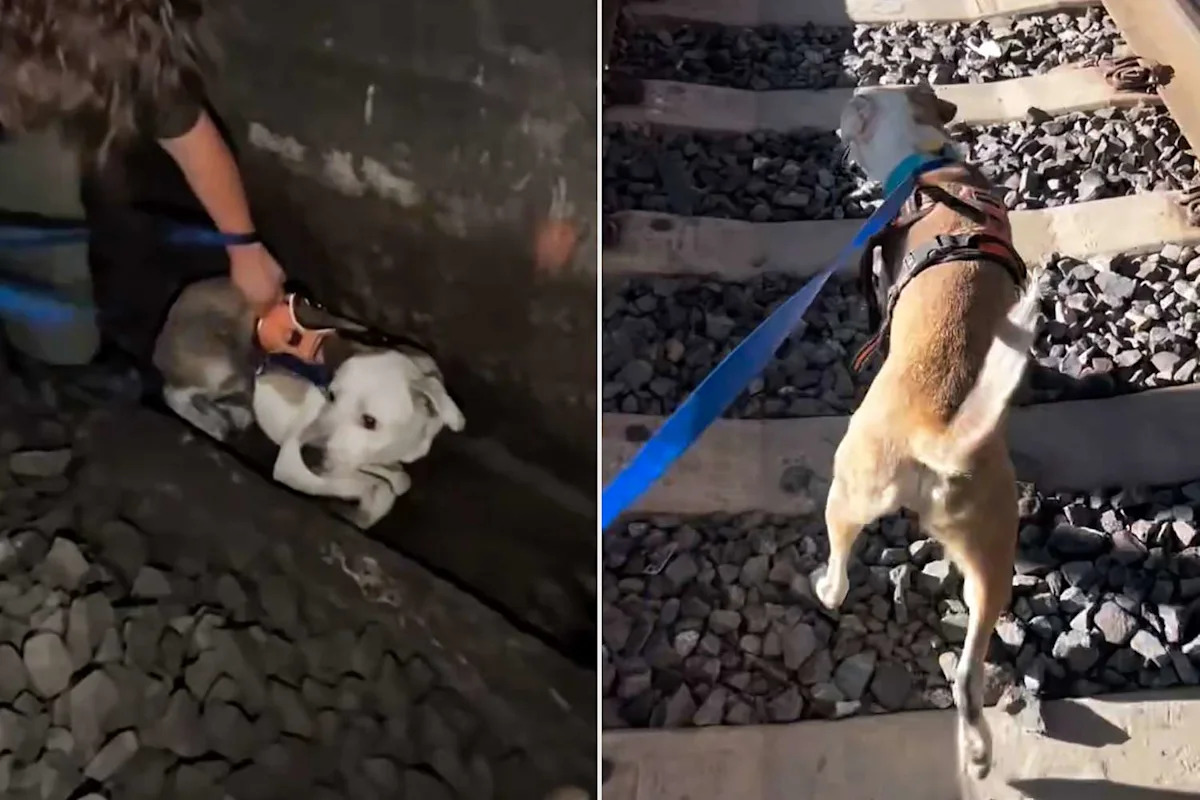 Missing Dog Found Alive in San Francisco Train Tunnel —and So Still That Drivers Thought He’d Been Struck