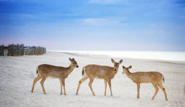 A Herd of Deer Frolicking in the Water on a California Beach is a Scene Straight Out of a Movie