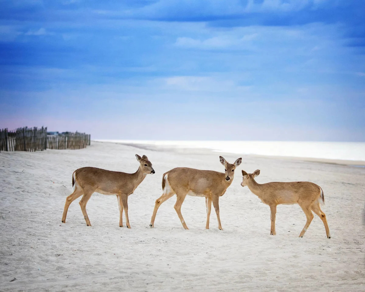 A Herd of Deer Frolicking in the Water on a California Beach is a Scene Straight Out of a Movie