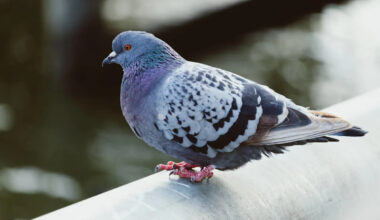 Pigeon Struggling to Breathe After Car Fire Gets Help From Selfless Oakland Firefighters
