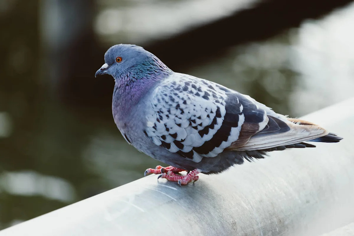 Pigeon Struggling to Breathe After Car Fire Gets Help From Selfless Oakland Firefighters