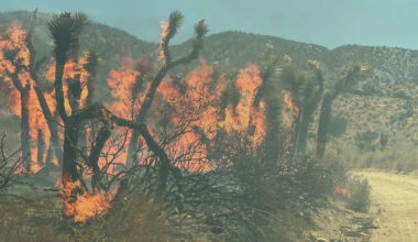 Fast-growing Summit Fire tearing through California Joshua trees, photos show