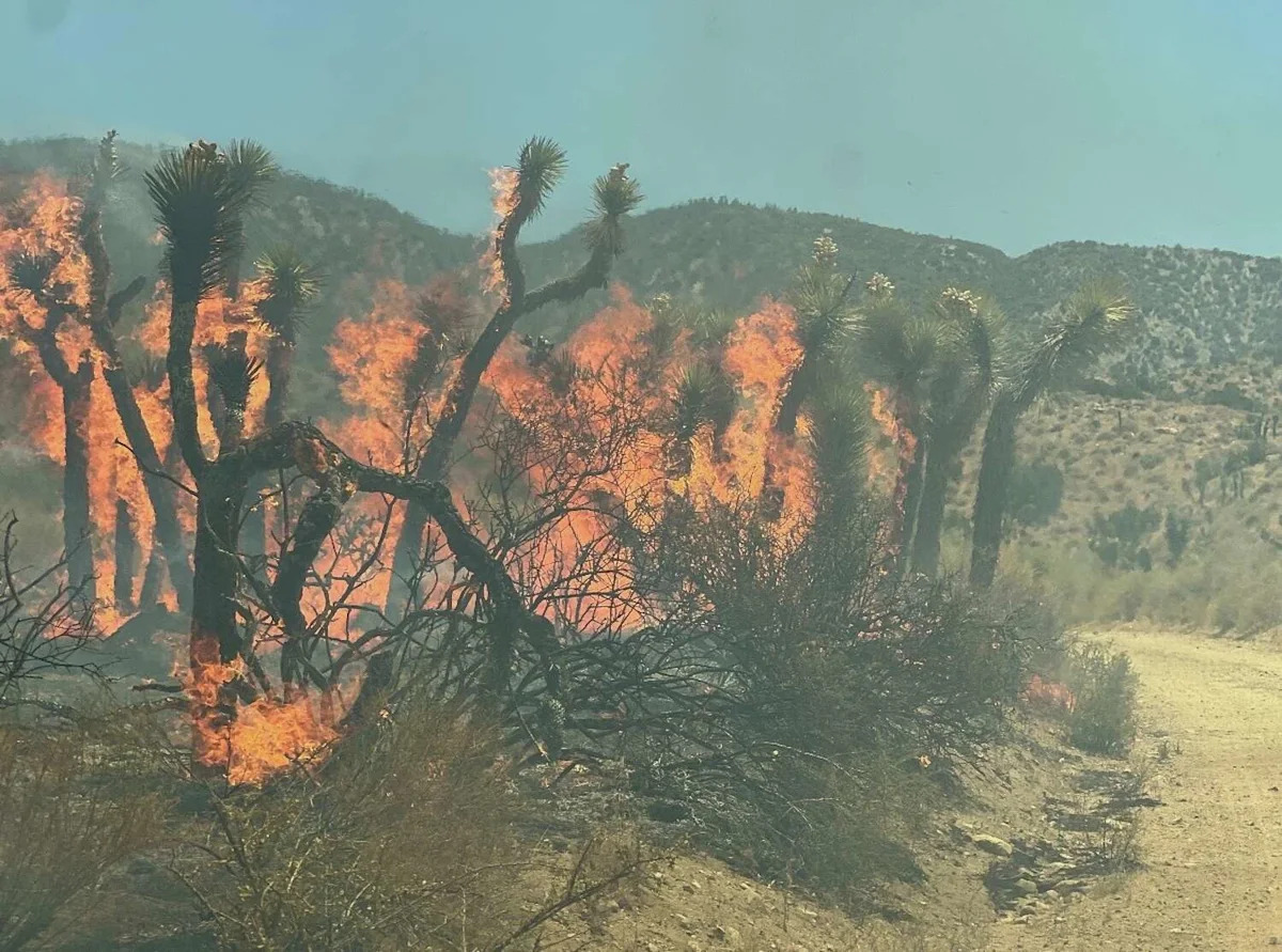 Fast-growing Summit Fire tearing through California Joshua trees, photos show