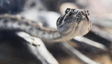 SLO County has one of 5 ‘rattlesnake hotspots’ in California. Where is it?