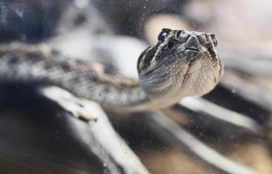 SLO County has one of 5 ‘rattlesnake hotspots’ in California. Where is it?