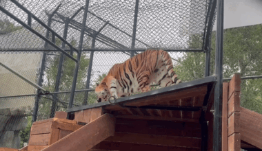 Newly Rescued Tiger Gets Settled at Oakland Zoo