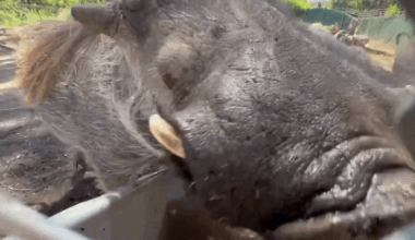 Warthogs Gulp Down Water to Beat the Summer Heat at Oakland Zoo