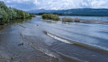 California groups race to buy Big Bear Lake's last undeveloped shoreline for Jackie and Shadow