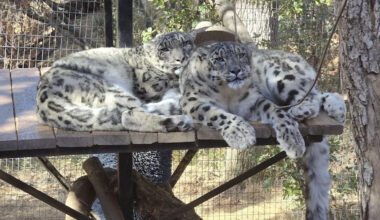 2 snow leopards at a California sanctuary get Valley fever as fungus from soil also threatens humans