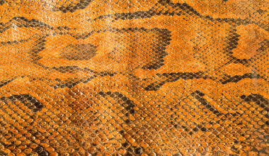 California police seize 85 pairs of python-skin boots from a downtown western wear store