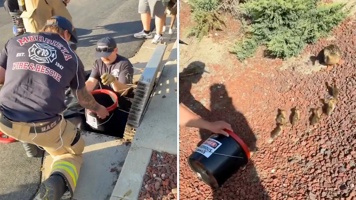 California firefighters help man rescue ducklings from storm drain as anxious mama waits nearby