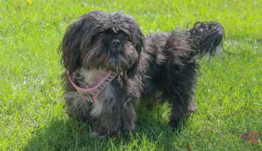 California dog disappeared for weeks, then an AI photo match brought Sweetie home from 33 miles away