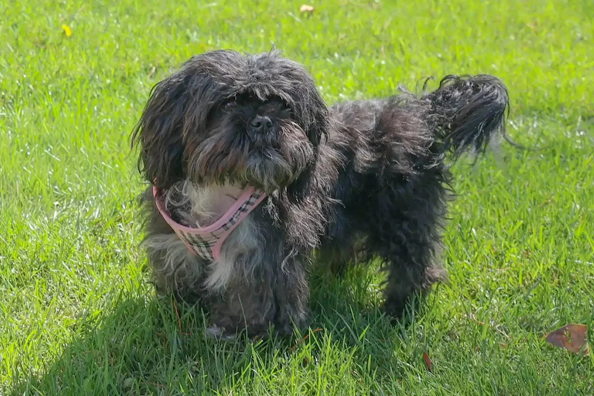 California dog disappeared for weeks, then an AI photo match brought Sweetie home from 33 miles away