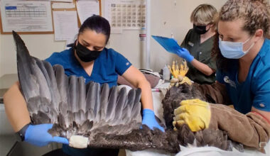 California's Big Bear eagle Jackie remains critical after eagle fight triggers severe anemia