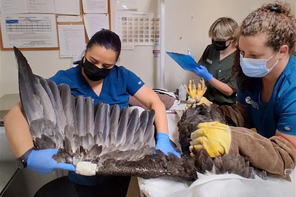 California's Big Bear eagle Jackie remains critical after eagle fight triggers severe anemia