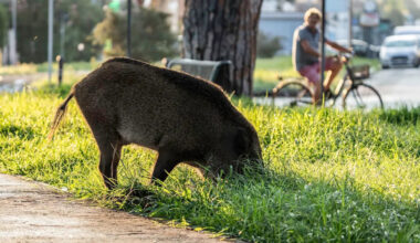 California businesses watch feral pigs tear up landscaping as food and habitat run short