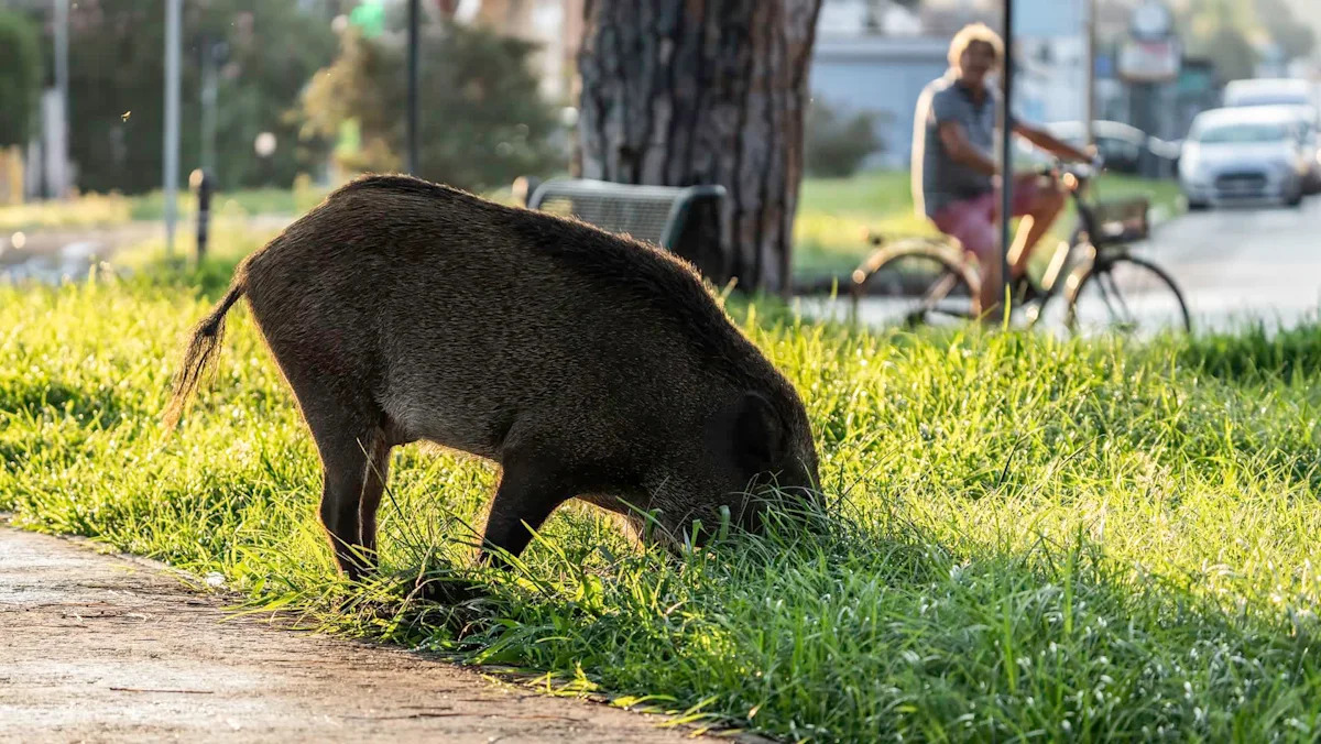California businesses watch feral pigs tear up landscaping as food and habitat run short