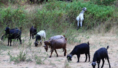 California sends 400 goats and sheep after yellow star thistle, a weed that can worsen wildfires