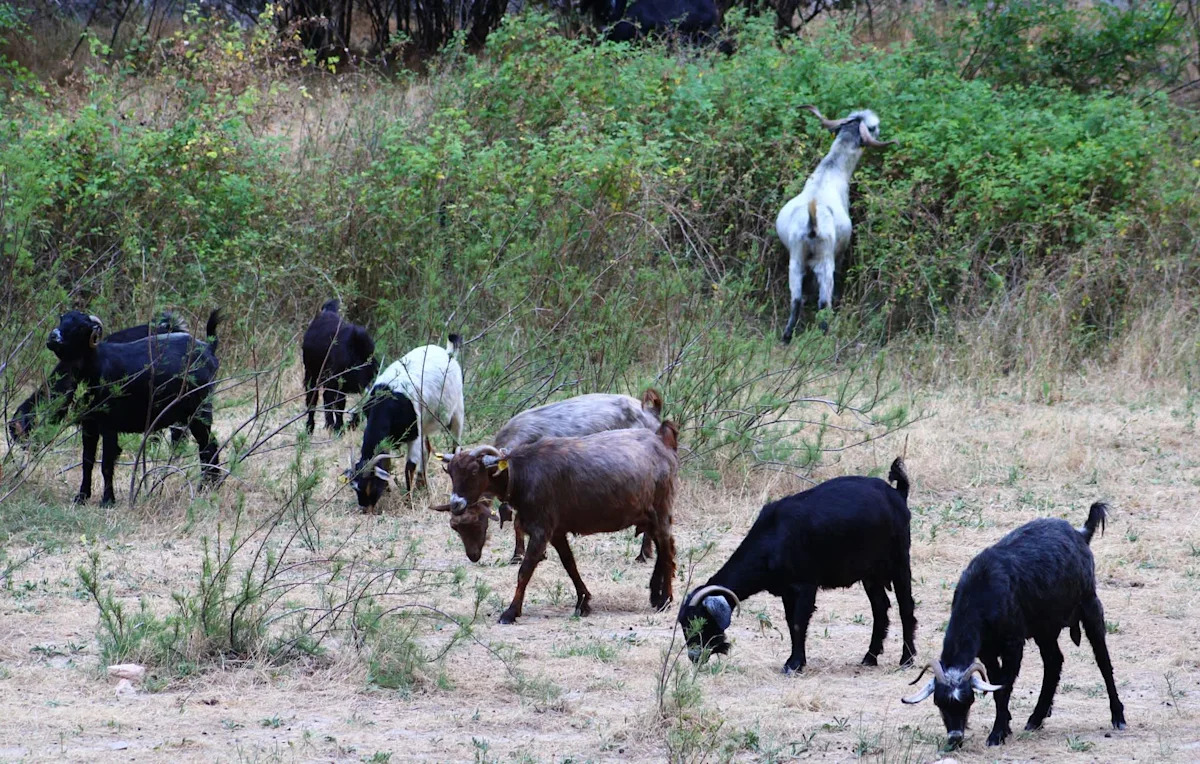 California sends 400 goats and sheep after yellow star thistle, a weed that can worsen wildfires