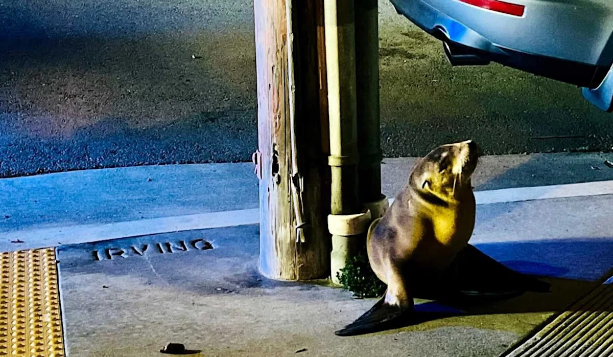 California sea lion found wandering San Francisco streets returns to Monterey County coast