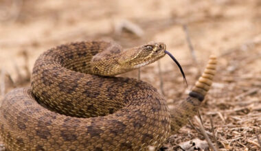 Idaho visitor checking a California waterline survives 2 rattlesnake bites, 54 antivenom doses