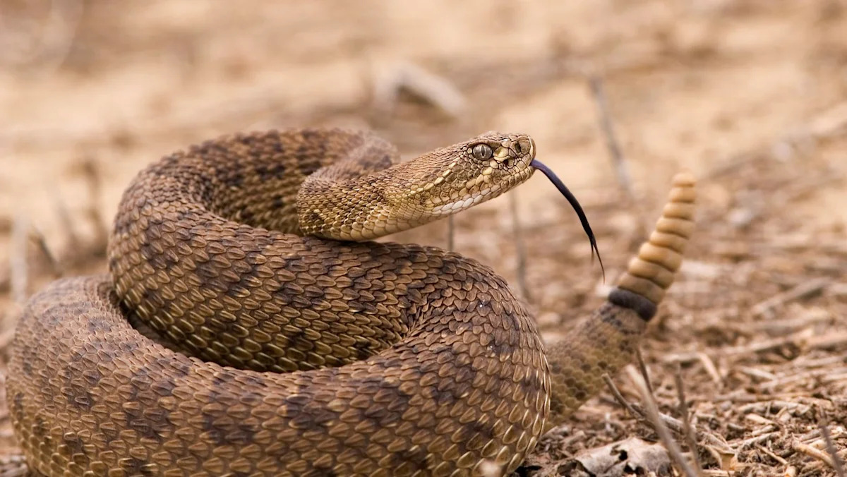 Idaho visitor checking a California waterline survives 2 rattlesnake bites, 54 antivenom doses