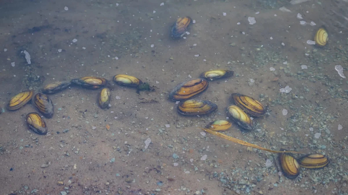 California county to declare emergency after invasive golden mussels found at port
