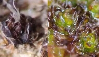 California researchers found fungi inside moss, and it may explain how plants first reached land