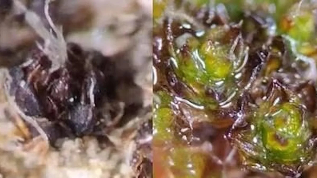 California researchers found fungi inside moss, and it may explain how plants first reached land