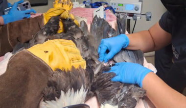 California's famed bald eagle Jackie remains critical after attack, gets life-saving transfusion