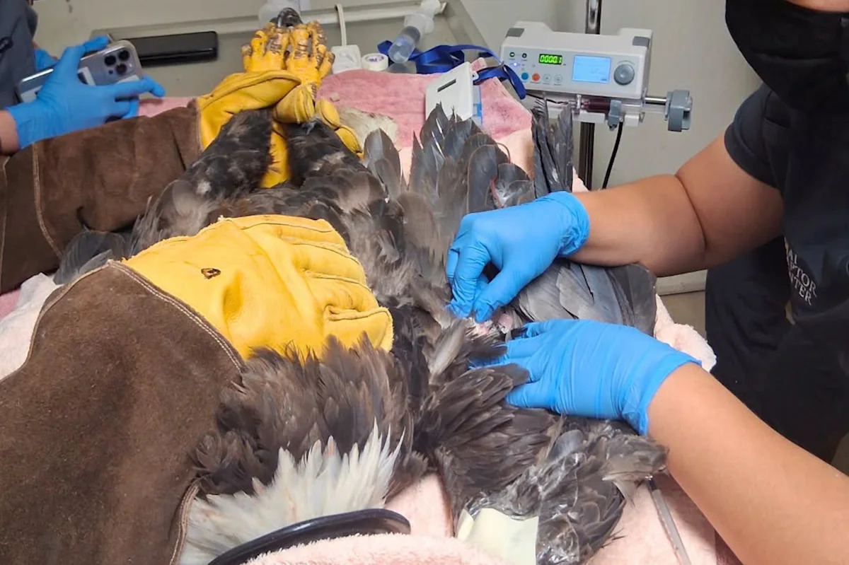 California's famed bald eagle Jackie remains critical after attack, gets life-saving transfusion